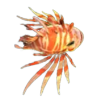 Lionfish